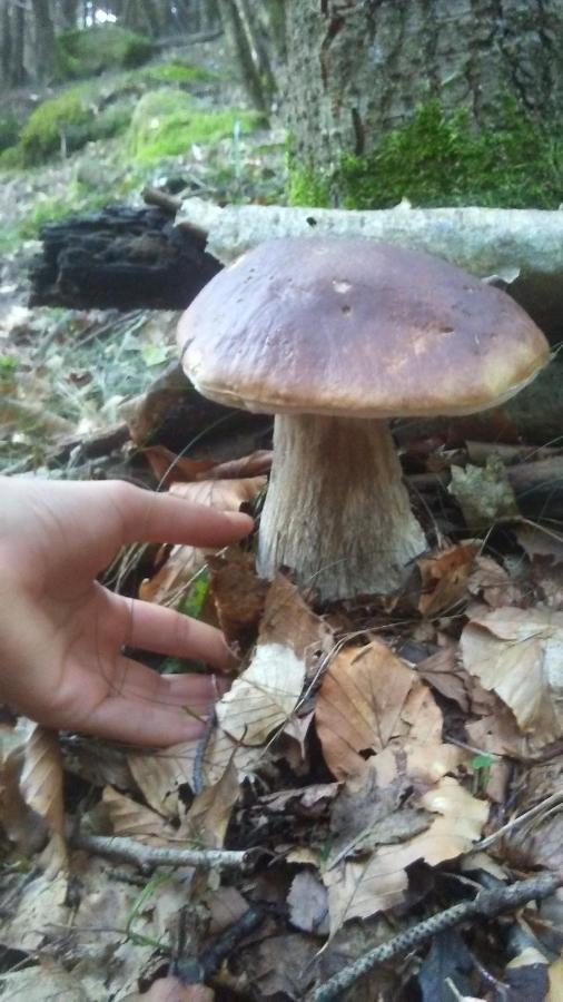 ホテル La Stella Delle Alpi Vico Canavese エクステリア 写真