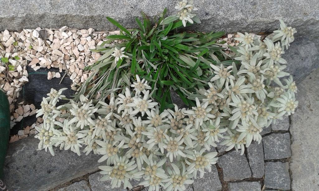 ホテル La Stella Delle Alpi Vico Canavese エクステリア 写真